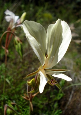 Pelargonium longicaule no petal markings